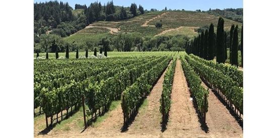 The Great Wine Tour (03,31,2020 starts at 800 AM)